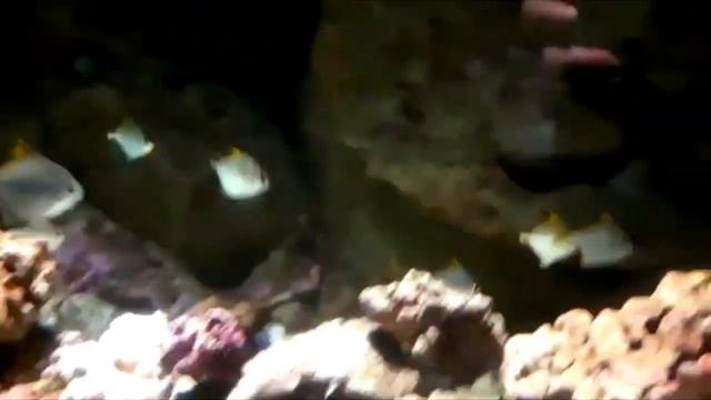 РЫБЫ. ПУТЕШЕСТВИЕ. смотреть онлайн