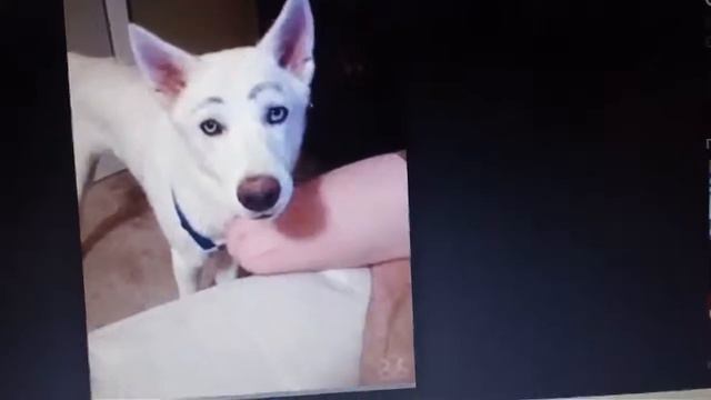 Картинки котики и собаки для канала няшечка Ольга смотреть онлайн