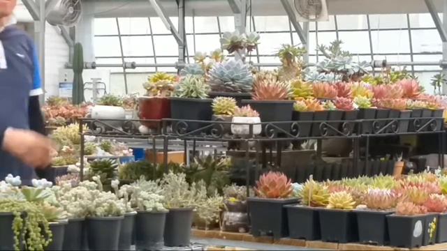 다육♡플랜트 진 - 경기도 양주