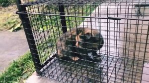 Ловим дикую кошку! Жила 2 года в сыром  подвале, залитым водой... Уже на передержке!