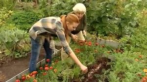 Сажаем морковь. Галина Кизима