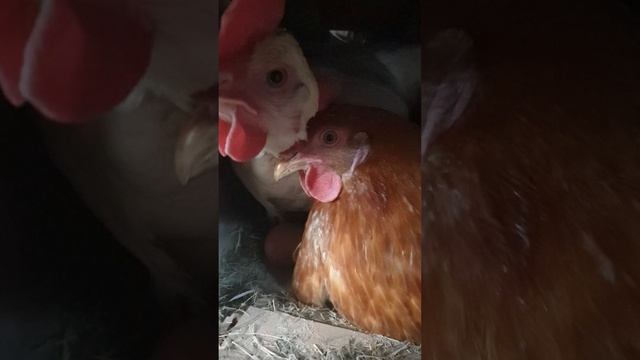 Это мое яйцо! Дружба дружбой а яйца врозь.Тогда я обиделась.. смотреть онлайн