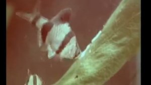 киножурнал «Хочу всё знать», выпуск №100, 1974 год