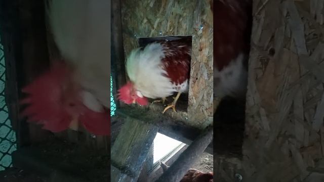 Петух крутит головой смотреть онлайн