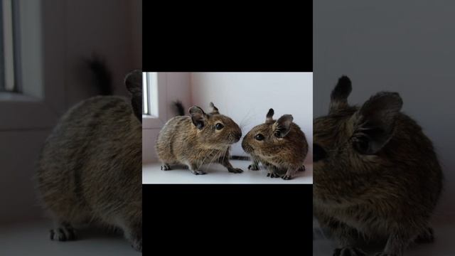 Дегу – небольшой южноамериканский грызун смотреть онлайн