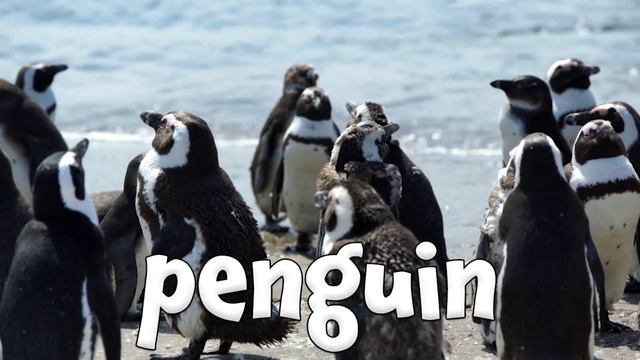 Ocean Animal Sounds смотреть онлайн