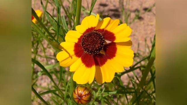 КОСМИДИУМ (COSMIDIUM)