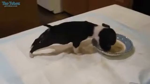 Люблю пожрать аж ноги сводит смотреть онлайн