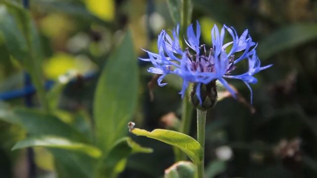 Сolors Of Summer|Татьяна Кравченко