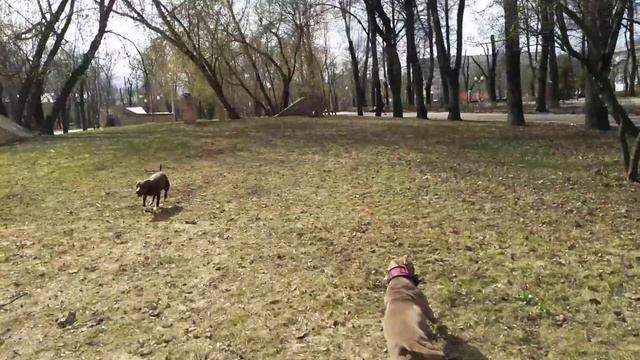 Питбули играют в мяч смотреть онлайн