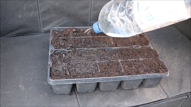 How to Grow Achillea (Yarrow) from Seed смотреть онлайн