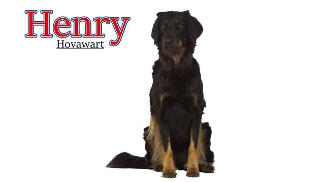 Top 100 Dog Names For Boys with Meanings and Origins! смотреть онлайн