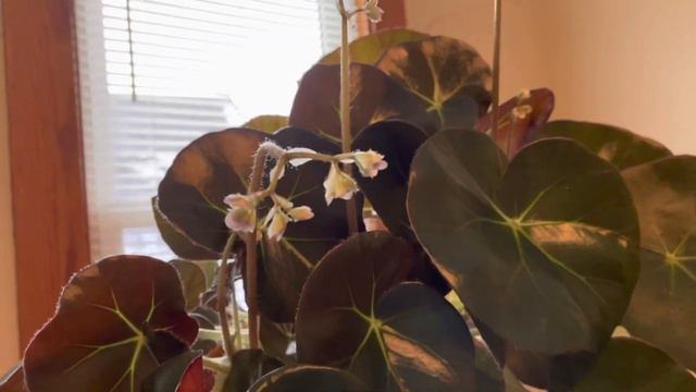 Beefsteak Begonia Update смотреть онлайн