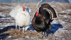 Бизнес по разведению индюков | Индейки | Разведение индюков как бизнес идея | Птицеводство