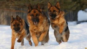 КАНЕ КОРСО vs НЕМЕЦКАЯ ОВЧАРКА КТО ПОБЕДИТ?