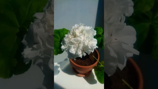 Пеларгония Гардения / Pelargonium Gardenia / белоснежные цветы / первое цветение смотреть онлайн