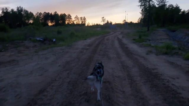 Хаски каникросс: тренировка с собакой смотреть онлайн