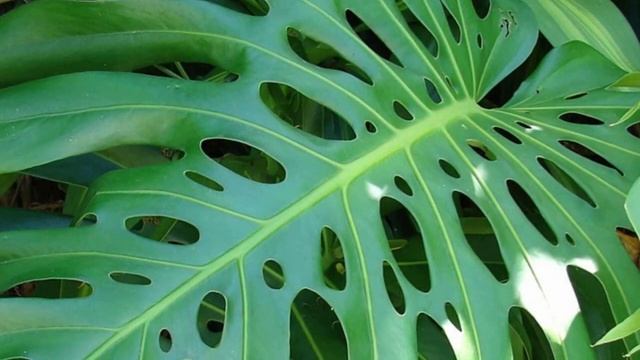 Монстера – секреты и особенности ухода в домашних условиях. смотреть онлайн