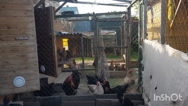 Куры Барневельдер,сняла по запросу.Гуси Линда уже подросли. смотреть онлайн