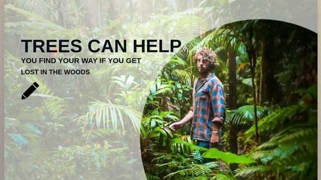 Trees and Ocean Real facts | angular slider #angular #slider смотреть онлайн