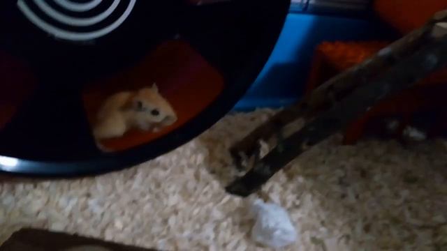 У меня появились маленькие песчанки (монгольские мышки) смотреть онлайн