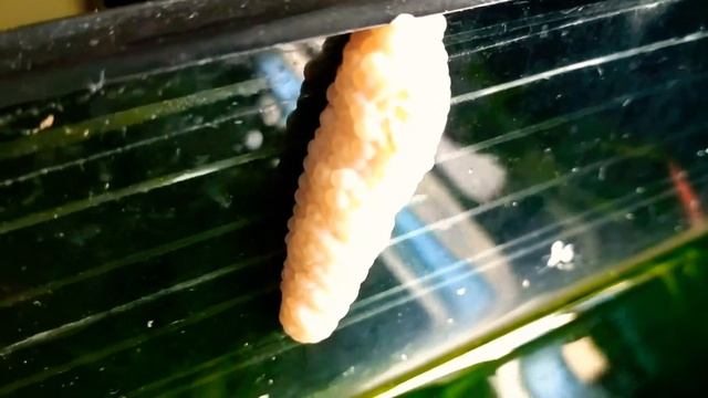 Икра улиток ампулярий смотреть онлайн