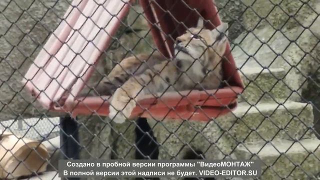 зоопарк Москва отпуск 2021год смотреть онлайн