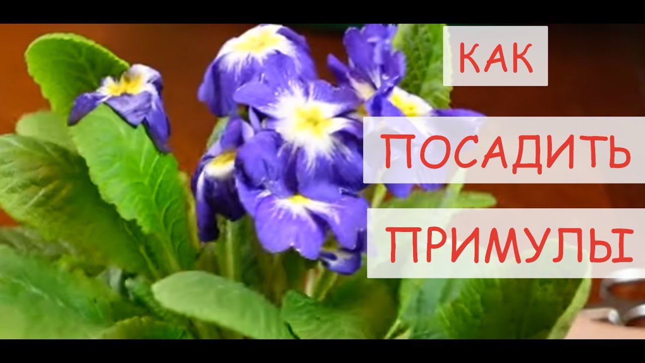 КАК ПОСАДИТЬ И ВЫРАСТИТЬ МНОГОЛЕТНЮЮ ПРИМУЛУ #примула смотреть онлайн