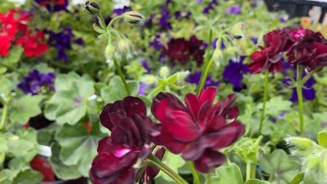 Pelargonium PAC Пеларгонии Плющелистные Серии PAC ! Обзор сортов. London