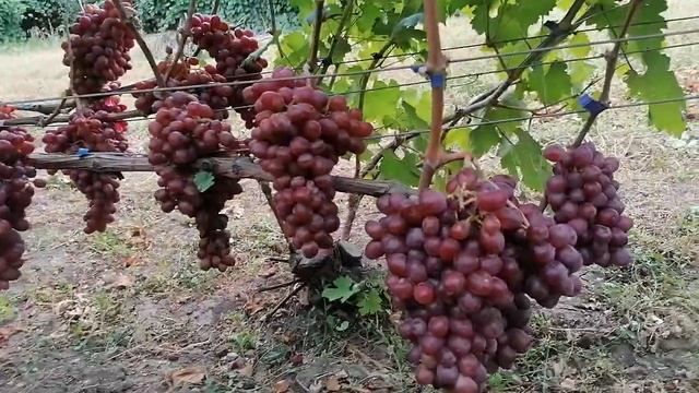 кишмиш Щелкунчик (США) на моём участке на 16.09.22г. смотреть онлайн