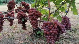 кишмиш Щелкунчик (США) на моём участке на 16.09.22г.