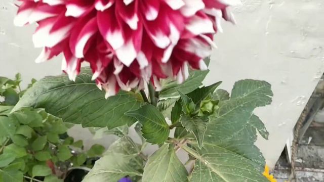 Dahlia growing tips смотреть онлайн