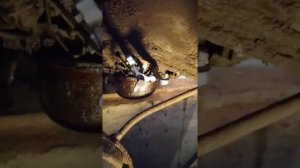 Как снять звезду коленвала на 8кл. моторе  ваз 2113, 2114, 2115