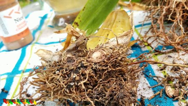 💀☠HORRIFIC ORCHID DISSECTION! ☠💀FINDING FUSARIUM IN MY ORCHID! смотреть онлайн