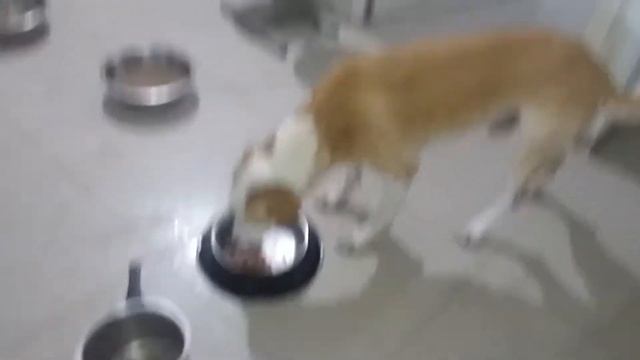 HOW TO FEED MY DOGS || MUSCULAR DOGS EATING CHICKEN AND CHICKEN LIVERS || DOG DIET || TUFFY AND LIL смотреть онлайн