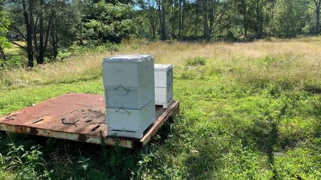 Batteries, Bees & Chia Farming updates! Drop a comment if I've missed anything! смотреть онлайн
