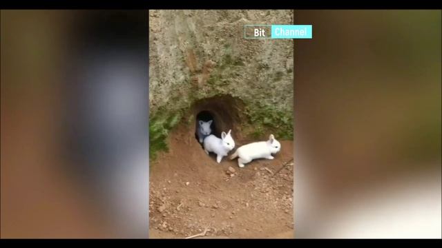 Новая подборка ржачного видео с животными 2023. Смотреть всем. Плакать от смеха смотреть онлайн