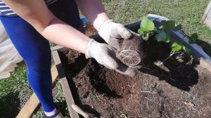 Батат посадка на Урале (секреты)