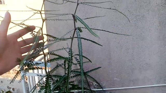 Красивый куст из семян. смотреть онлайн