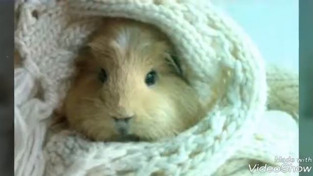 Песня про морских свинок смотреть онлайн