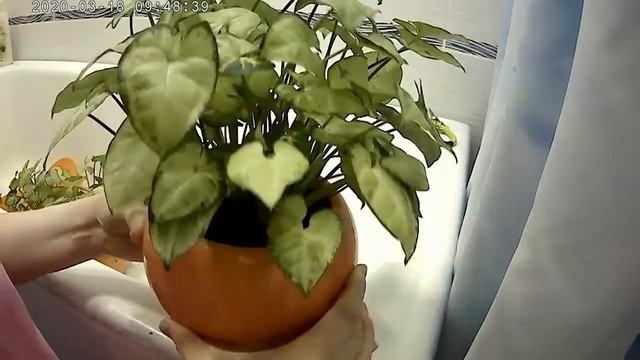 Уход за сингониумом (лиана) .... проще некуда...!!!!! смотреть онлайн