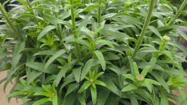Leucanthemum 'Snowcap' (Shasta Daisy) // Superb COMPACT, Tried & True, Long-Flowering Perennial