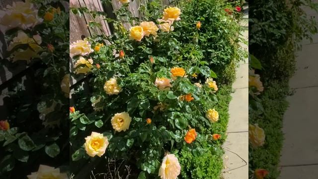 Home Roses Garden! смотреть онлайн