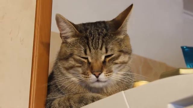 Барсик спит сидя смотреть онлайн