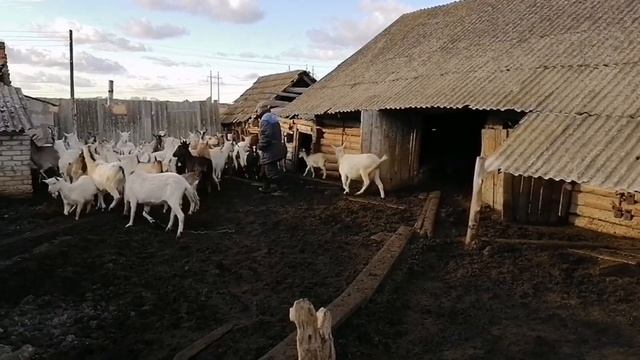 РАСПРОДАЖА КОЗ, КОЗЛЯТ. ПОБЫВАЛИ В ГОСТЯХ У ФЕРМЕРА ??? смотреть онлайн