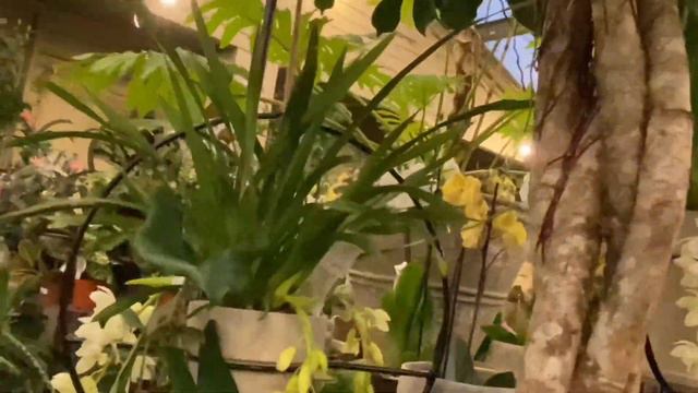 Орхидеи, Цимбидиум, красивые композиции. Садовый центр в Chelsea London. Orchids Cymbidium смотреть онлайн