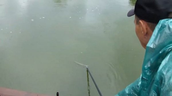 БЕЛУГА НА СЕЛЁДКУ! Специально для форума rusfishing.ru!