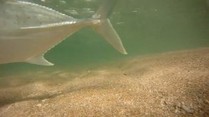 Как совместно охотятся лимонные акулы (Negaprion brevirostris) и молодые каранксы (род Caranx) ?