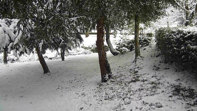 Squirrels in Snow - Panasonic Lumix FS10 смотреть онлайн