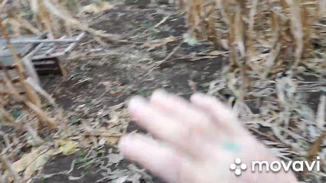 Фазан и зима внезапно смотреть онлайн